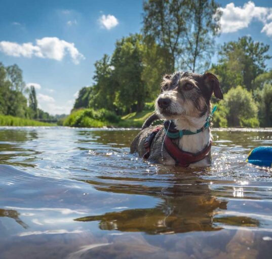 Urlaub-mit-Hund-am-See--die-besten-Regionen