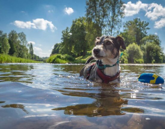 Urlaub-mit-Hund-am-See--die-besten-Regionen
