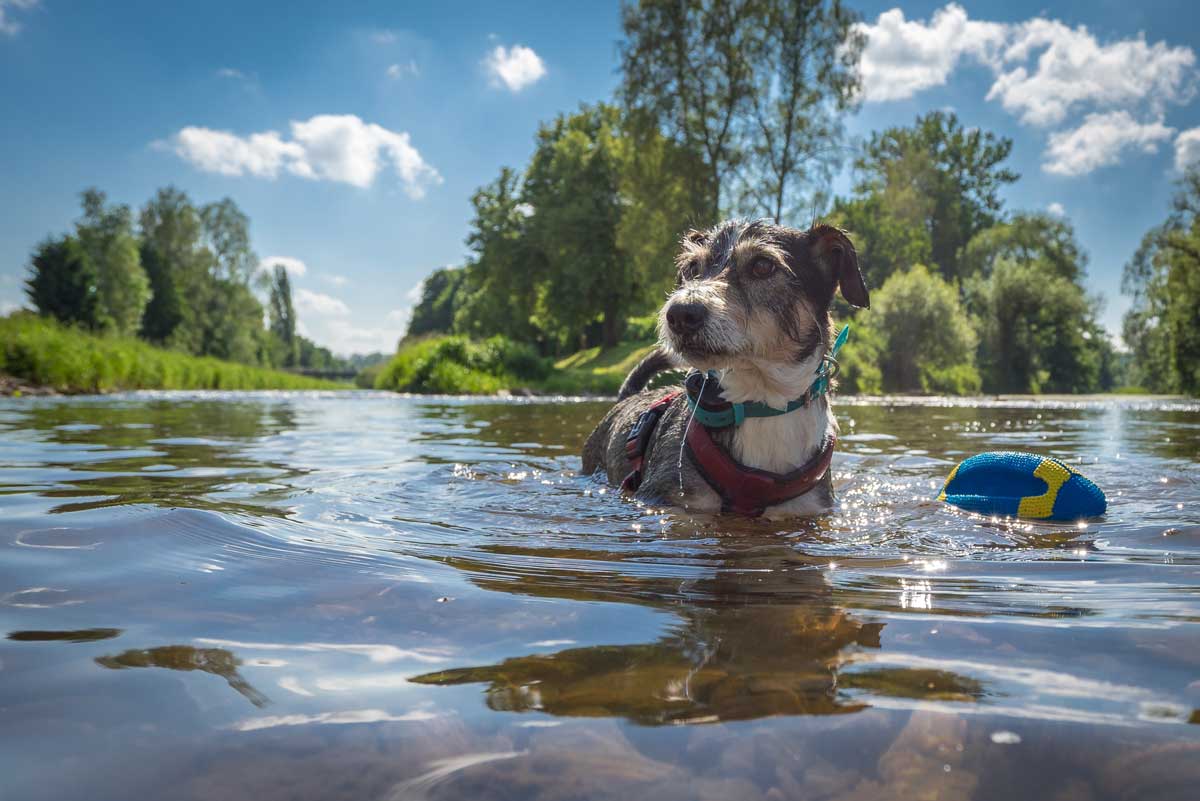 Urlaub-mit-Hund-am-See--die-besten-Regionen