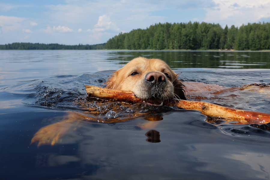 hundeurlaubn-see