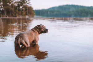 urlaub-mit-hund-am-see