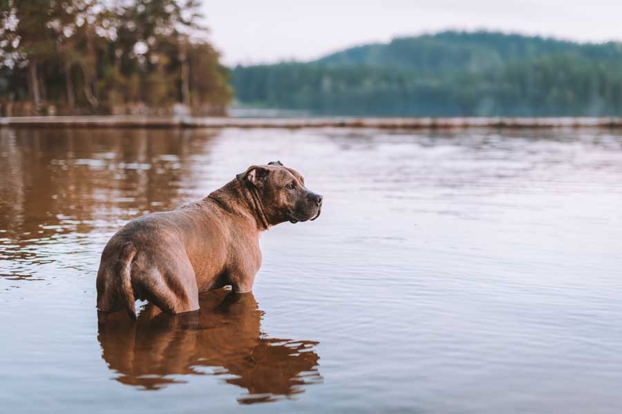 urlaub-mit-hund-am-see