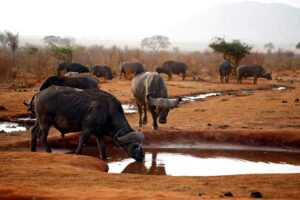 Tsavo-East