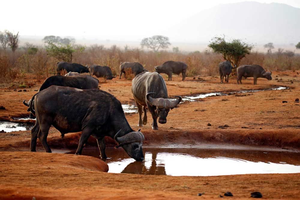 Tsavo-East