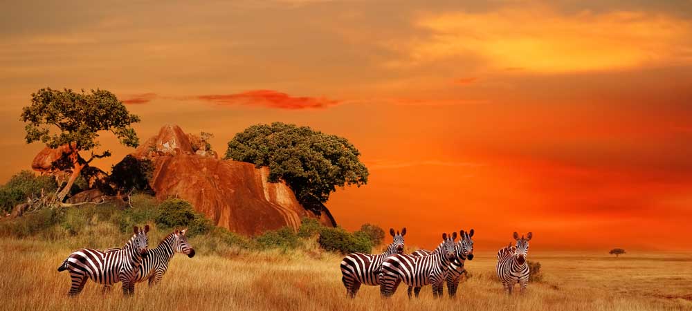 kenia-safari