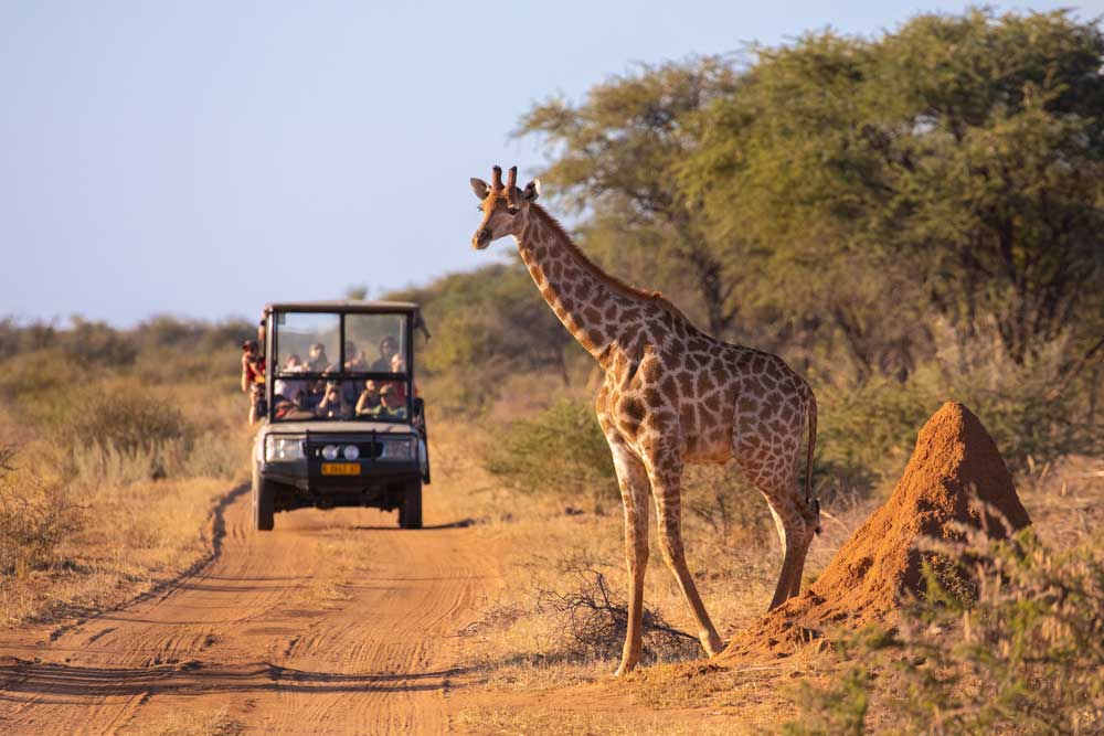 safari-kenia