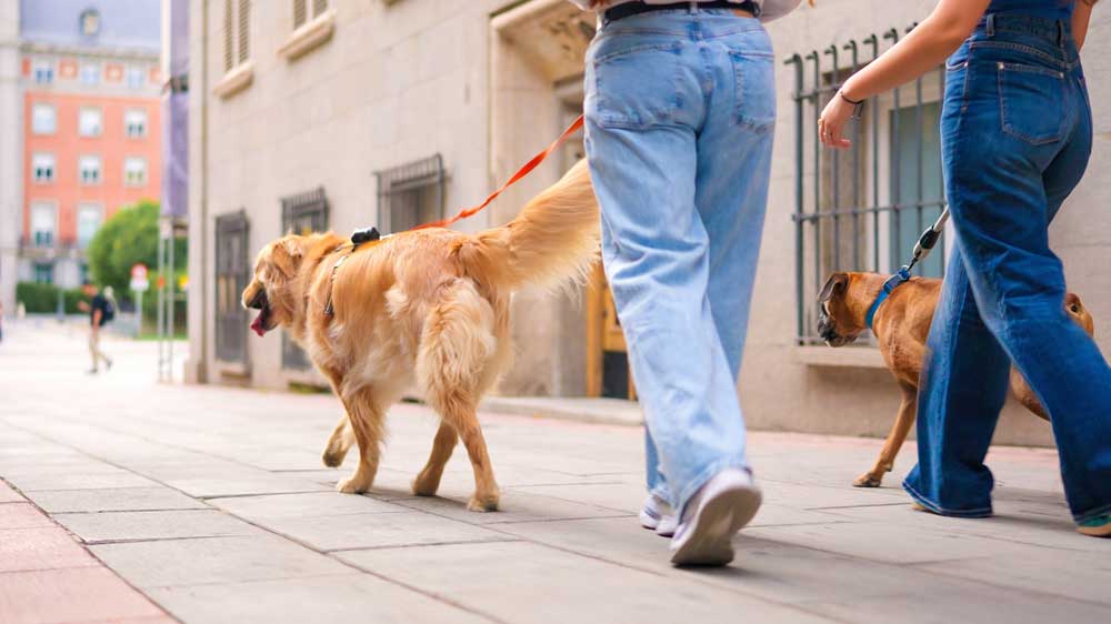 hundefuehrung-in-der-stadt