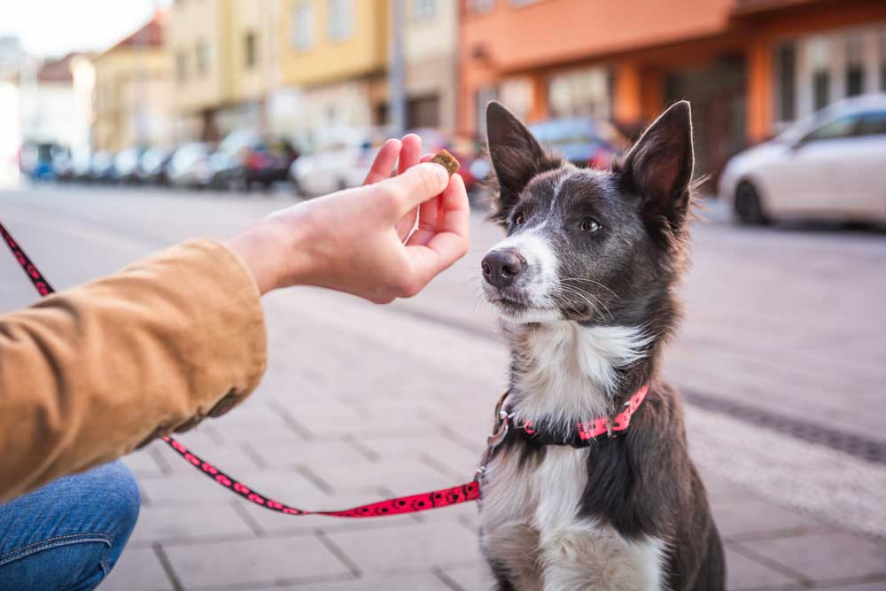 mit-hund-stadt-trainieren