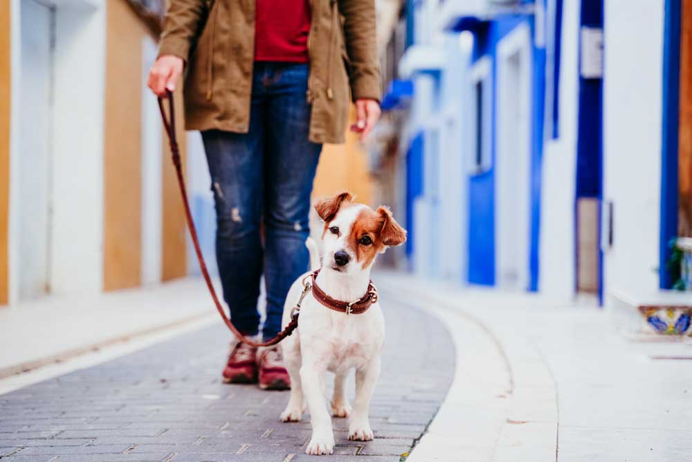 staedtereise-mit-hund