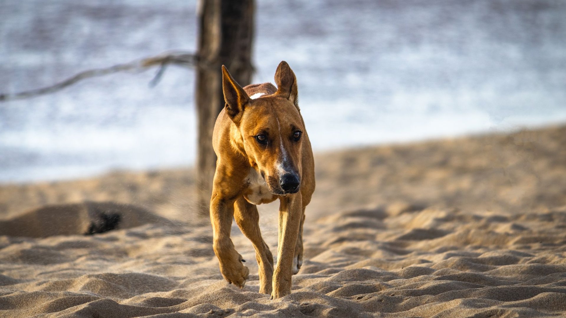 Hund läuft über einen Sandstrand am Meer