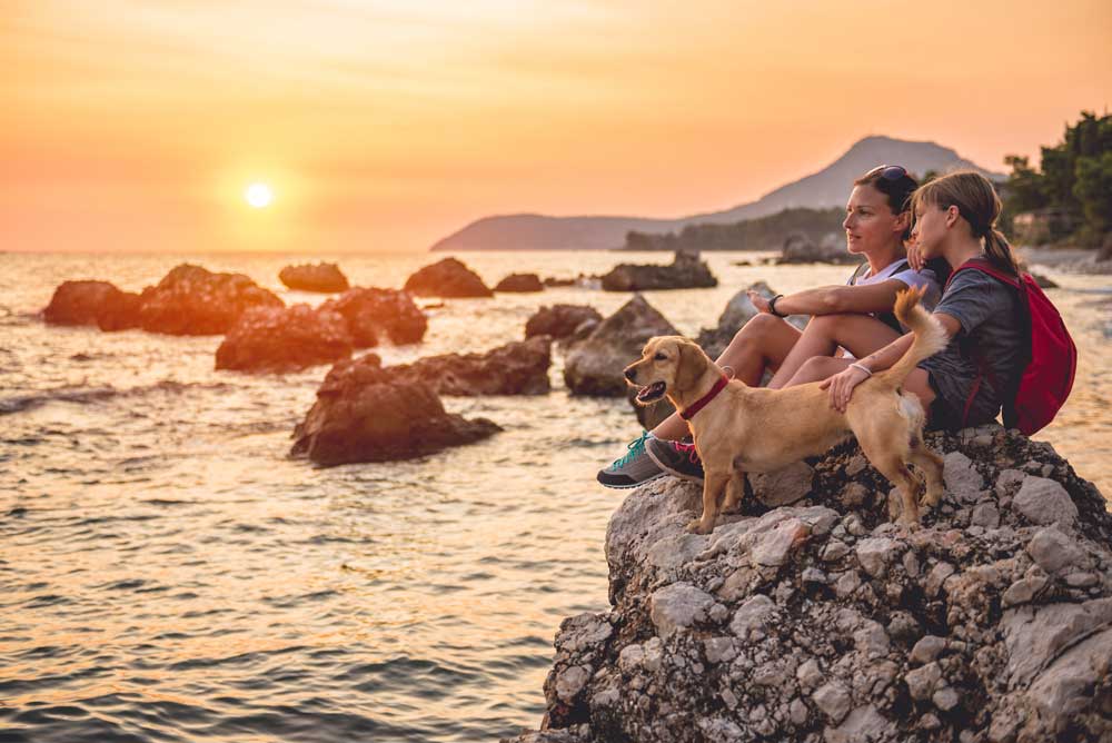 hund-im-urlaub
