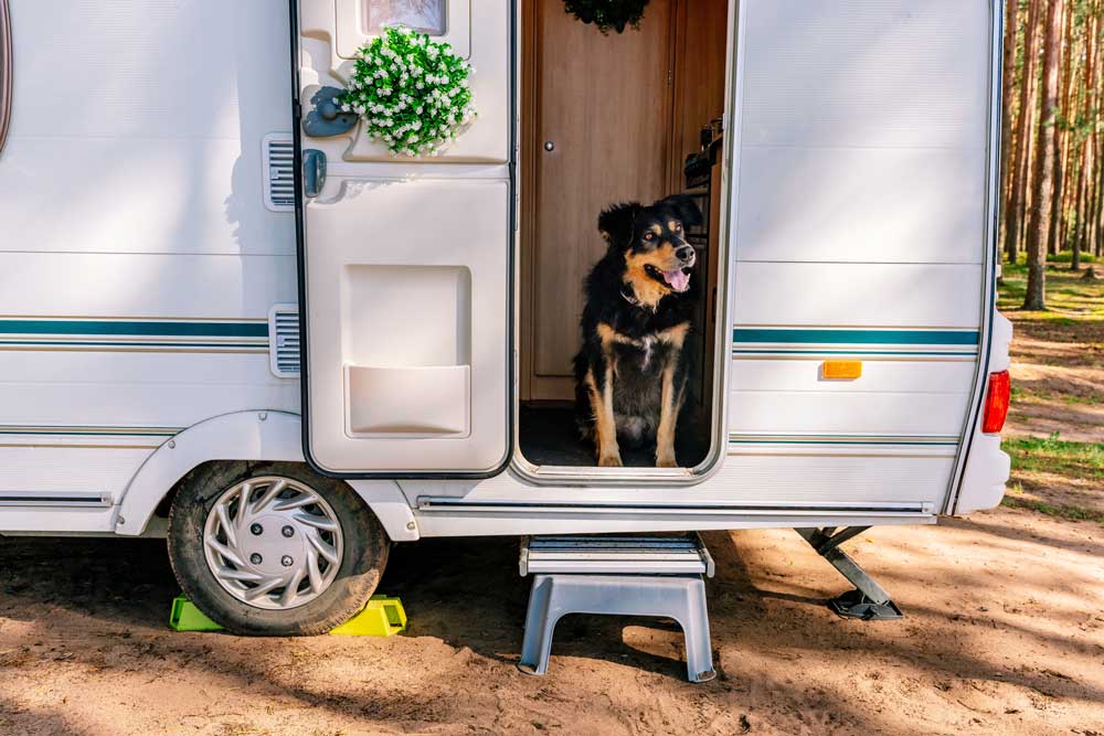 hund-im-wohnwagen