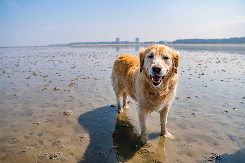 mit-hund-in-cuxhaven