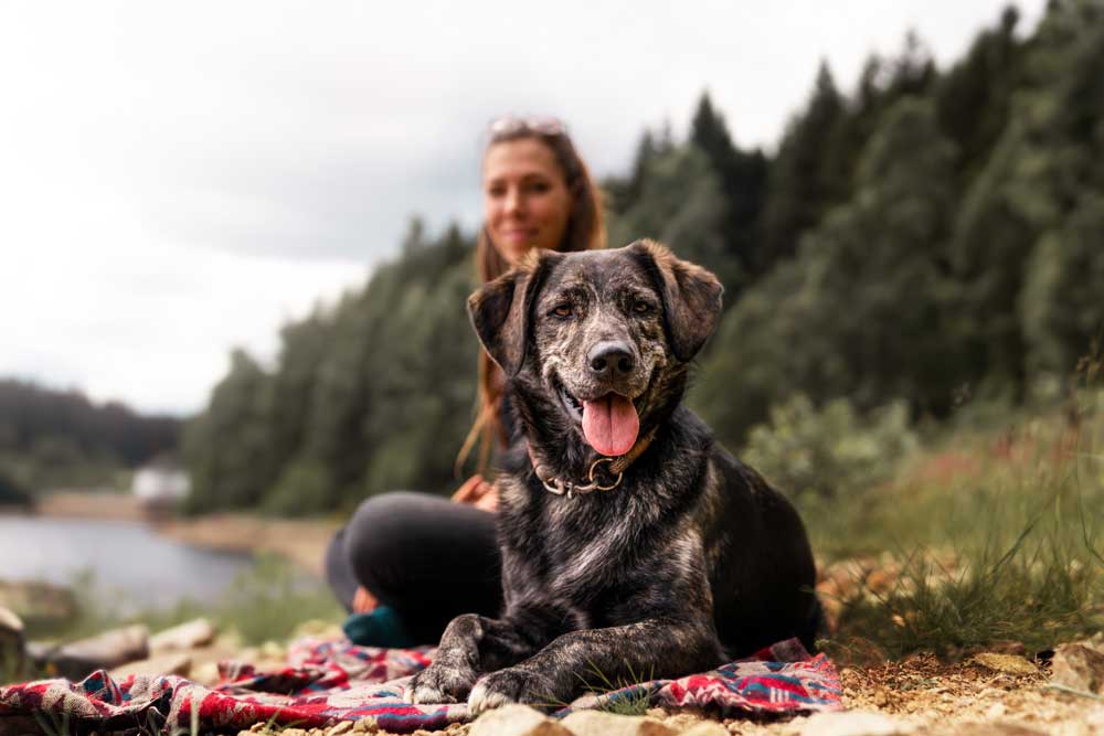 urlaubsabenteuer-mit-hund